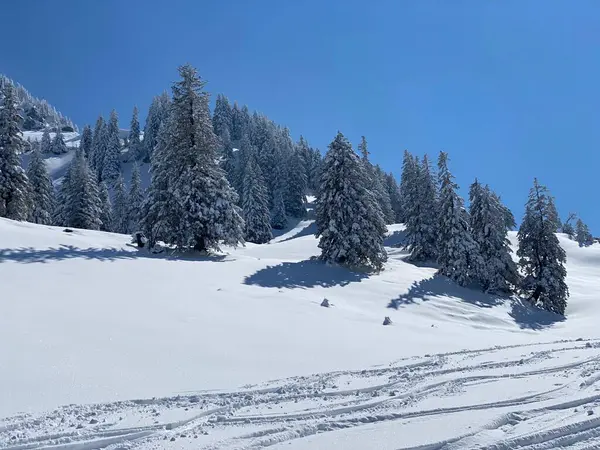 Alpstein dağlarının yamaçlarında ve İsviçre Alpleri 'nin taze dağlık kar örtüsünde, Nesslau - Obertoggenburg, İsviçre (Schweiz)