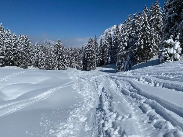 Alpstein dağlarının yamaçlarında ve İsviçre Alpleri 'nin taze dağlık kar örtüsünde, Nesslau - Obertoggenburg, İsviçre (Schweiz)