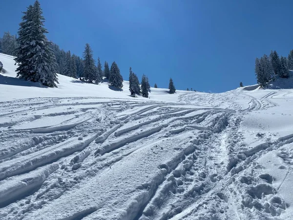 Alpstein dağlarının yamaçlarında ve İsviçre Alpleri 'nin taze dağlık kar örtüsünde, Nesslau - Obertoggenburg, İsviçre (Schweiz)