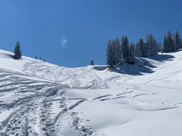 Alpstein dağlarının yamaçlarında ve İsviçre Alpleri 'nin taze dağlık kar örtüsünde, Nesslau - Obertoggenburg, İsviçre (Schweiz)