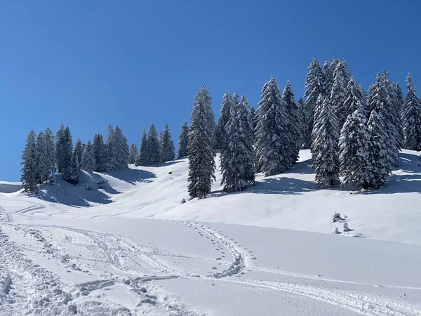Alpstein dağlarının yamaçlarında ve İsviçre Alpleri 'nin taze dağlık kar örtüsünde, Nesslau - Obertoggenburg, İsviçre (Schweiz)