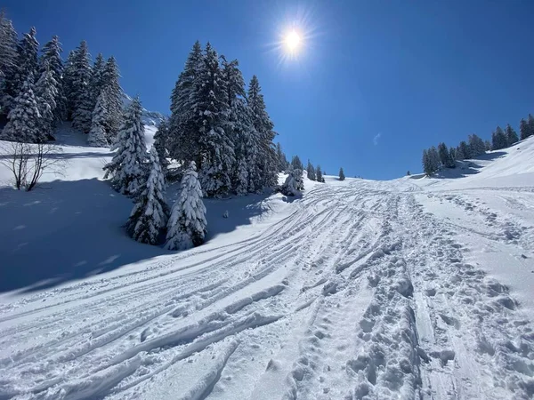 Alpstein dağlarının yamaçlarında ve İsviçre Alpleri 'nin taze dağlık kar örtüsünde, Nesslau - Obertoggenburg, İsviçre (Schweiz)