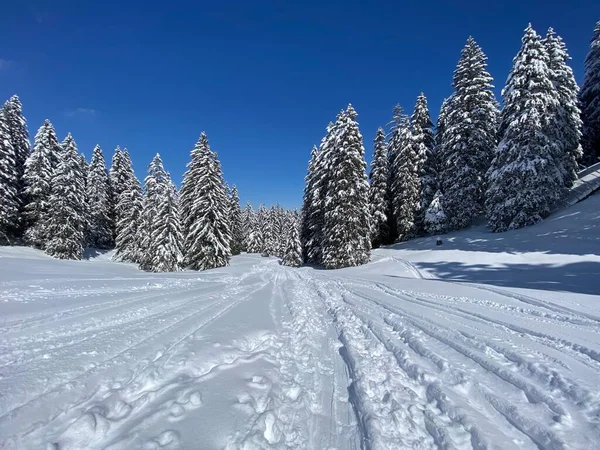 Alpstein dağlarının yamaçlarında ve İsviçre Alpleri 'nin taze dağlık kar örtüsünde, Nesslau - Obertoggenburg, İsviçre (Schweiz)