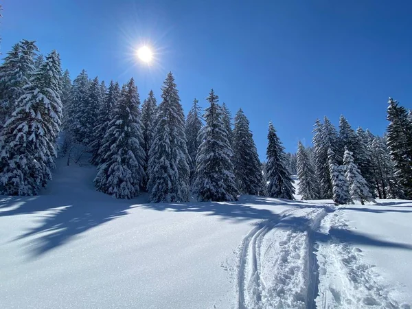 Alpstein dağlarının yamaçlarında ve İsviçre Alpleri 'nin taze dağlık kar örtüsünde, Nesslau - Obertoggenburg, İsviçre (Schweiz)