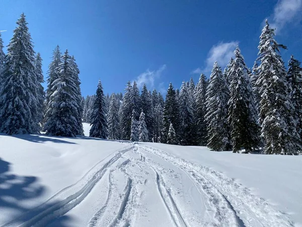 Alpstein dağlarının yamaçlarında ve İsviçre Alpleri 'nin taze dağlık kar örtüsünde, Nesslau - Obertoggenburg, İsviçre (Schweiz)