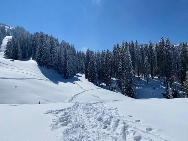 Alpstein dağlarının yamaçlarında ve İsviçre Alpleri 'nin taze dağlık kar örtüsünde, Nesslau - Obertoggenburg, İsviçre (Schweiz)