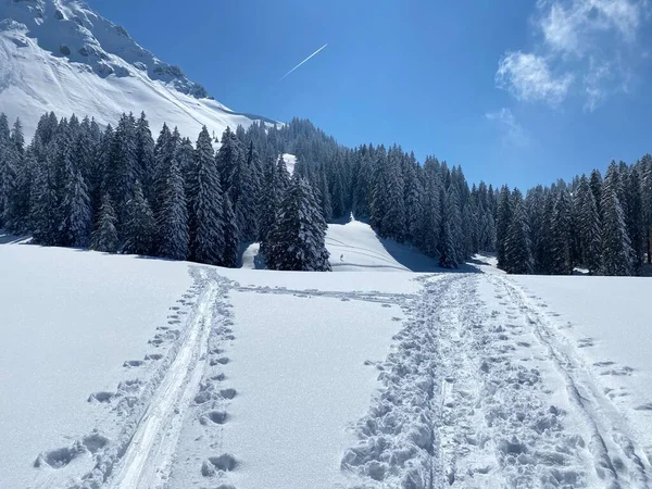 Alpstein dağlarının yamaçlarında ve İsviçre Alpleri 'nin taze dağlık kar örtüsünde, Nesslau - Obertoggenburg, İsviçre (Schweiz)