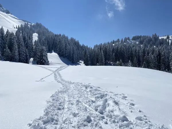 Alpstein dağlarının yamaçlarında ve İsviçre Alpleri 'nin taze dağlık kar örtüsünde, Nesslau - Obertoggenburg, İsviçre (Schweiz)