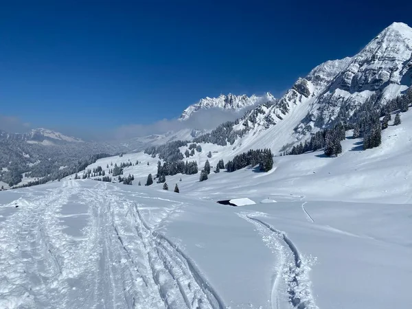 Alpstein dağlarının yamaçlarında ve İsviçre Alpleri 'nin taze dağlık kar örtüsünde, Nesslau - Obertoggenburg, İsviçre (Schweiz)