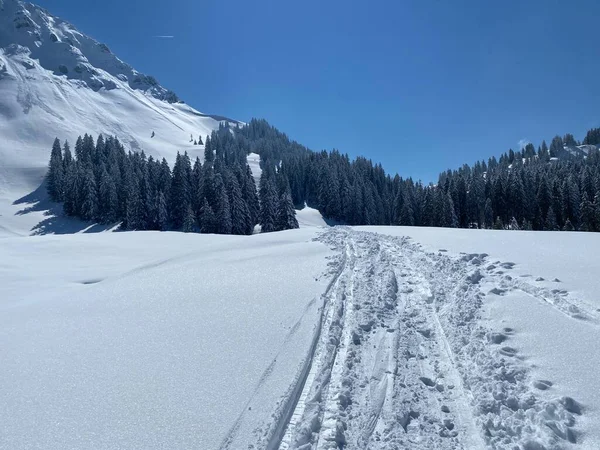 Alpstein dağlarının yamaçlarında ve İsviçre Alpleri 'nin taze dağlık kar örtüsünde, Nesslau - Obertoggenburg, İsviçre (Schweiz)