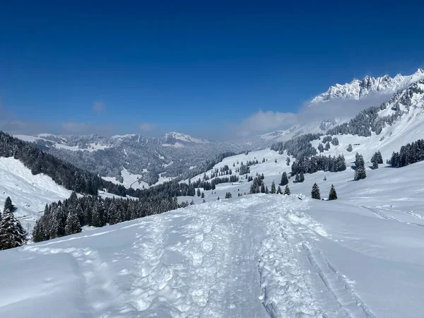 Alpstein dağlarının yamaçlarında ve İsviçre Alpleri 'nin taze dağlık kar örtüsünde, Nesslau - Obertoggenburg, İsviçre (Schweiz)