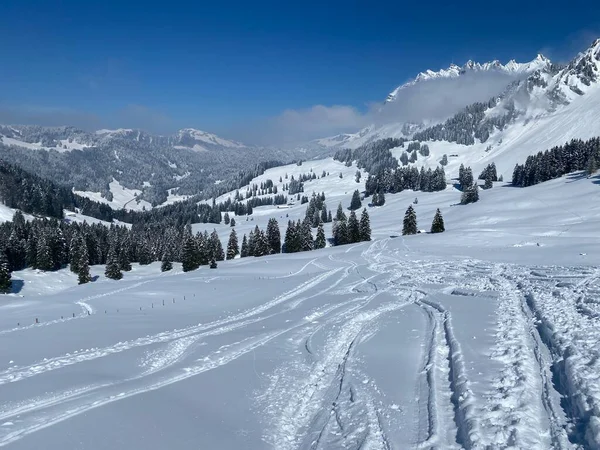 Alpstein dağlarının yamaçlarında ve İsviçre Alpleri 'nin taze dağlık kar örtüsünde, Nesslau - Obertoggenburg, İsviçre (Schweiz)