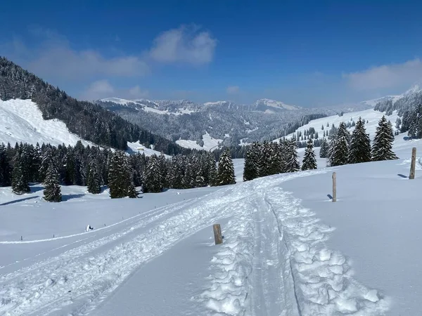 Alpstein dağlarının yamaçlarında ve İsviçre Alpleri 'nin taze dağlık kar örtüsünde, Nesslau - Obertoggenburg, İsviçre (Schweiz)