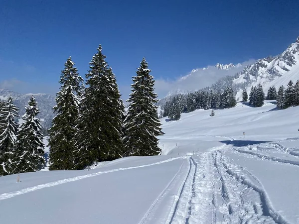 Alpstein dağlarının yamaçlarında ve İsviçre Alpleri 'nin taze dağlık kar örtüsünde, Nesslau - Obertoggenburg, İsviçre (Schweiz)