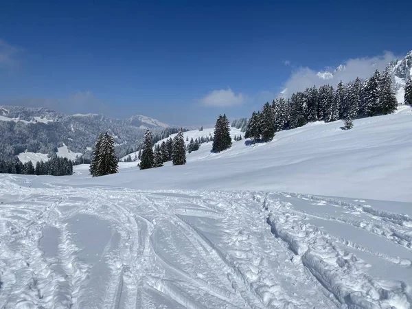 Alpstein dağlarının yamaçlarında ve İsviçre Alpleri 'nin taze dağlık kar örtüsünde, Nesslau - Obertoggenburg, İsviçre (Schweiz)