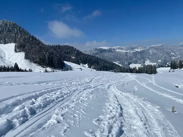 Alpstein dağlarının yamaçlarında ve İsviçre Alpleri 'nin taze dağlık kar örtüsünde, Nesslau - Obertoggenburg, İsviçre (Schweiz)