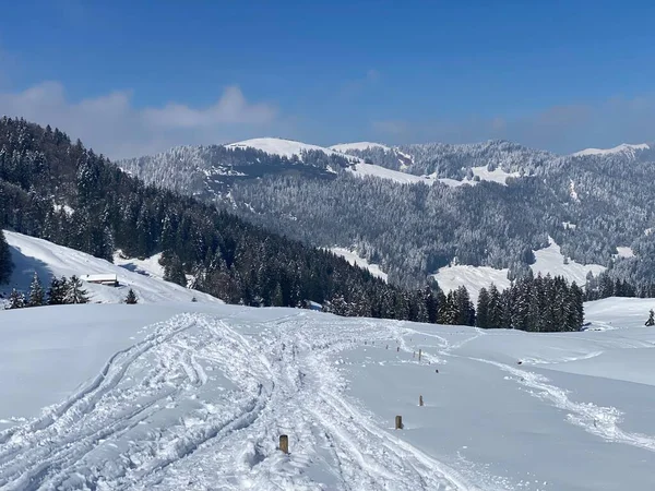 Alpstein dağlarının yamaçlarında ve İsviçre Alpleri 'nin taze dağlık kar örtüsünde, Nesslau - Obertoggenburg, İsviçre (Schweiz)