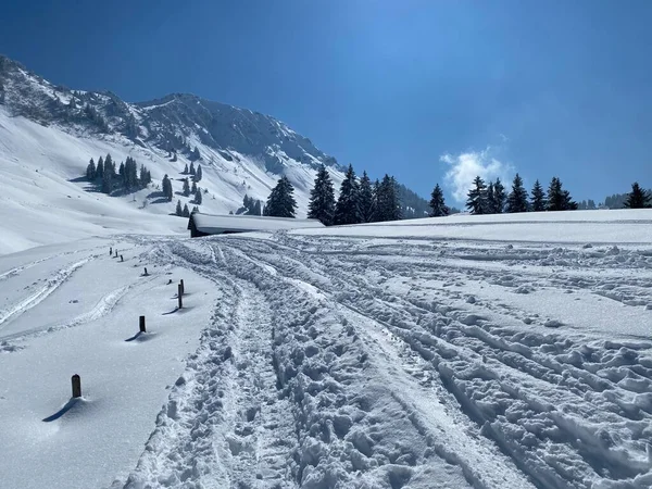 Alpstein dağlarının yamaçlarında ve İsviçre Alpleri 'nin taze dağlık kar örtüsünde, Nesslau - Obertoggenburg, İsviçre (Schweiz)