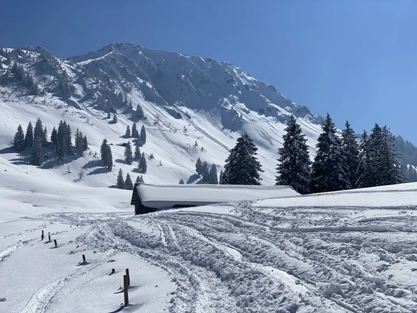 Alpstein dağlarının yamaçlarında ve İsviçre Alpleri 'nin taze dağlık kar örtüsünde, Nesslau - Obertoggenburg, İsviçre (Schweiz)
