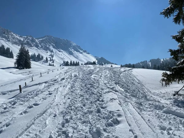 Alpstein dağlarının yamaçlarında ve İsviçre Alpleri 'nin taze dağlık kar örtüsünde, Nesslau - Obertoggenburg, İsviçre (Schweiz)