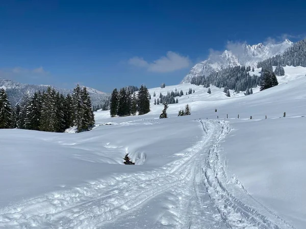 Alpstein dağlarının yamaçlarında ve İsviçre Alpleri 'nin taze dağlık kar örtüsünde, Nesslau - Obertoggenburg, İsviçre (Schweiz)