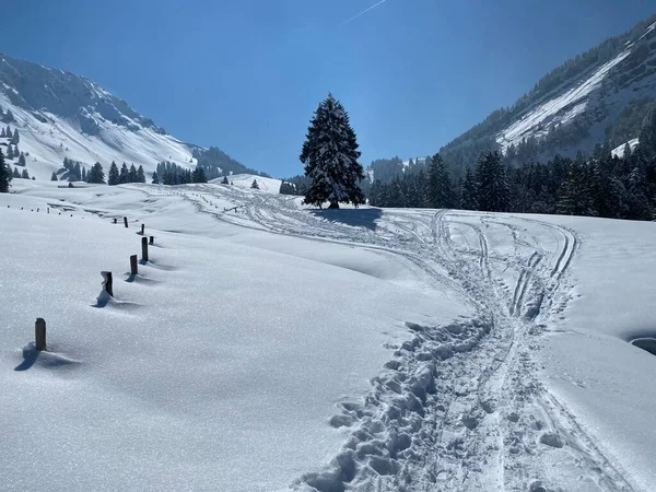 Alpstein dağlarının yamaçlarında ve İsviçre Alpleri 'nin taze dağlık kar örtüsünde, Nesslau - Obertoggenburg, İsviçre (Schweiz)