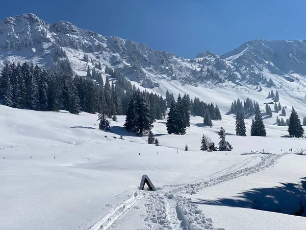 Alpstein dağlarının yamaçlarında ve İsviçre Alpleri 'nin taze dağlık kar örtüsünde, Nesslau - Obertoggenburg, İsviçre (Schweiz)
