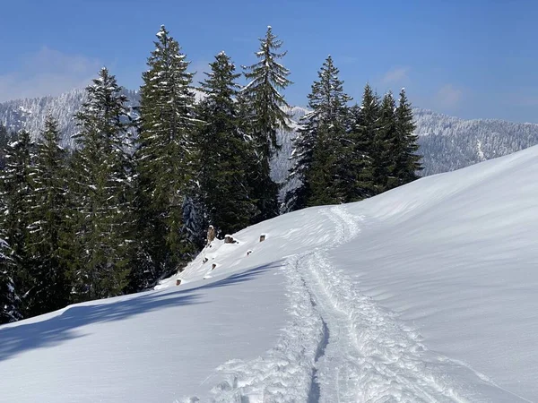 Alpstein dağlarının yamaçlarında ve İsviçre Alpleri 'nin taze dağlık kar örtüsünde, Nesslau - Obertoggenburg, İsviçre (Schweiz)