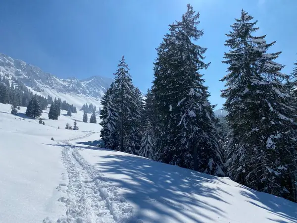 Alpstein dağlarının yamaçlarında ve İsviçre Alpleri 'nin taze dağlık kar örtüsünde, Nesslau - Obertoggenburg, İsviçre (Schweiz)