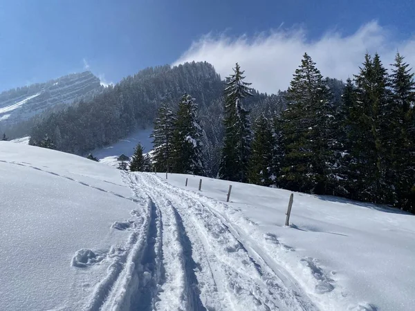 Alpstein dağlarının yamaçlarında ve İsviçre Alpleri 'nin taze dağlık kar örtüsünde, Nesslau - Obertoggenburg, İsviçre (Schweiz)