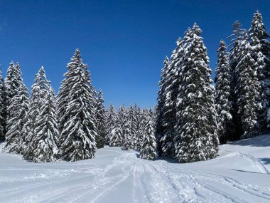 Obertoggenburg Alp Vadisi 'nde ve İsviçre' nin Nesslau, İsviçre 'de (Schweiz)