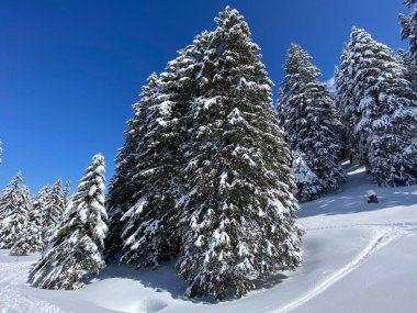 Obertoggenburg Alp Vadisi 'nde ve İsviçre' nin Nesslau, İsviçre 'de (Schweiz)