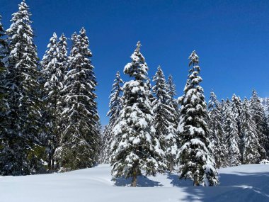 Obertoggenburg Alp Vadisi 'nde ve İsviçre' nin Nesslau, İsviçre 'de (Schweiz)