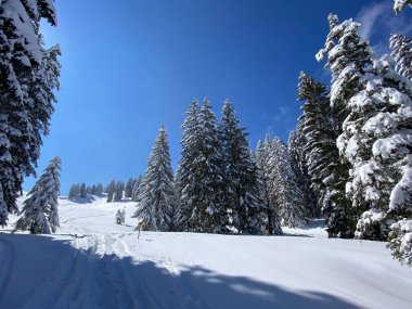 Obertoggenburg Alp Vadisi 'nde ve İsviçre' nin Nesslau, İsviçre 'de (Schweiz)