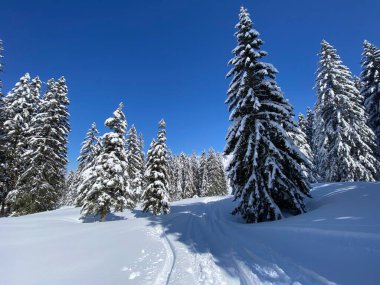 Obertoggenburg Alp Vadisi 'nde ve İsviçre' nin Nesslau, İsviçre 'de (Schweiz)