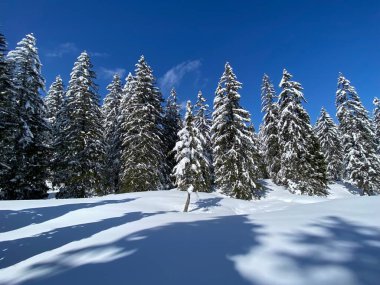 Obertoggenburg Alp Vadisi 'nde ve İsviçre' nin Nesslau, İsviçre 'de (Schweiz)