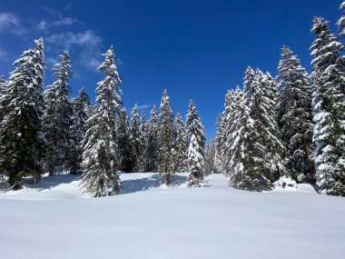 Obertoggenburg Alp Vadisi 'nde ve İsviçre' nin Nesslau, İsviçre 'de (Schweiz)