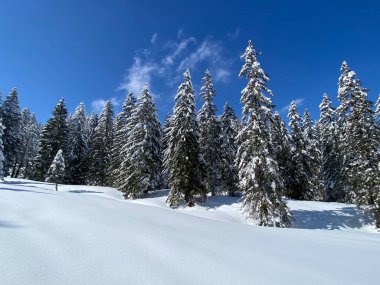 Obertoggenburg Alp Vadisi 'nde ve İsviçre' nin Nesslau, İsviçre 'de (Schweiz)