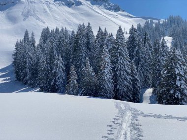 Obertoggenburg Alp Vadisi 'nde ve İsviçre' nin Nesslau, İsviçre 'de (Schweiz)