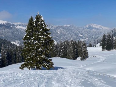 Obertoggenburg Alp Vadisi 'nde ve İsviçre' nin Nesslau, İsviçre 'de (Schweiz)