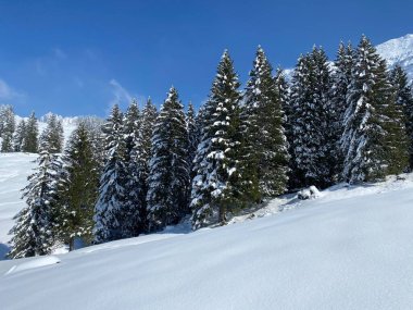 Obertoggenburg Alp Vadisi 'nde ve İsviçre' nin Nesslau, İsviçre 'de (Schweiz)