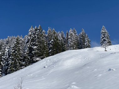 Obertoggenburg Alp Vadisi 'nde ve İsviçre' nin Nesslau, İsviçre 'de (Schweiz)