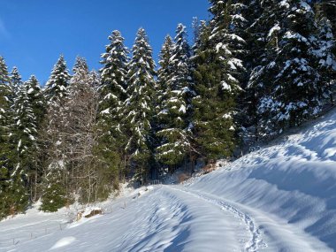 Obertoggenburg Alp Vadisi 'nde ve İsviçre' nin Nesslau, İsviçre 'de (Schweiz)