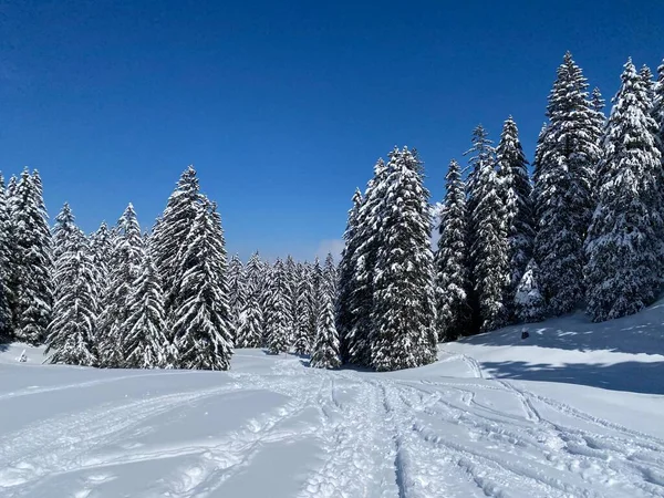 Obertoggenburg Alp Vadisi 'nde ve İsviçre' nin Nesslau, İsviçre 'de (Schweiz)