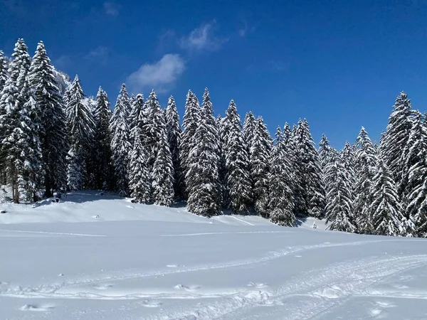 Obertoggenburg Alp Vadisi 'nde ve İsviçre' nin Nesslau, İsviçre 'de (Schweiz)