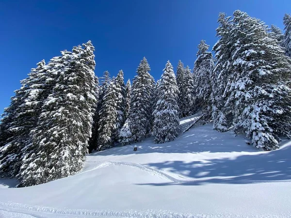 春季降雪之后 在典型的冬季气氛中 在上温伯格高山谷地和瑞士的阿尔卑斯山脉 内斯劳 施韦兹 高山树木的风景如画 — 图库照片