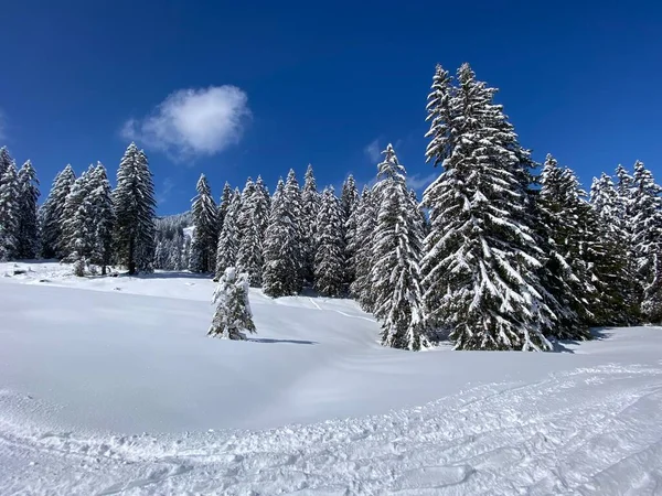 Pittoreschi Baldacchini Alberi Alpini Una Tipica Atmosfera Invernale Dopo Nevicata — Foto Stock