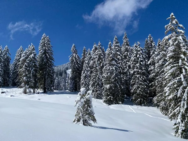 Canopies Pitorescos Árvores Alpinas Uma Atmosfera Típica Inverno Após Queda — Fotografia de Stock