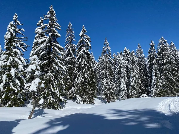 Obertoggenburg Alp Vadisi 'nde ve İsviçre' nin Nesslau, İsviçre 'de (Schweiz)