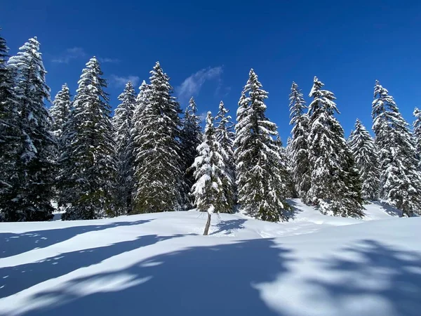 Obertoggenburg Alp Vadisi 'nde ve İsviçre' nin Nesslau, İsviçre 'de (Schweiz)